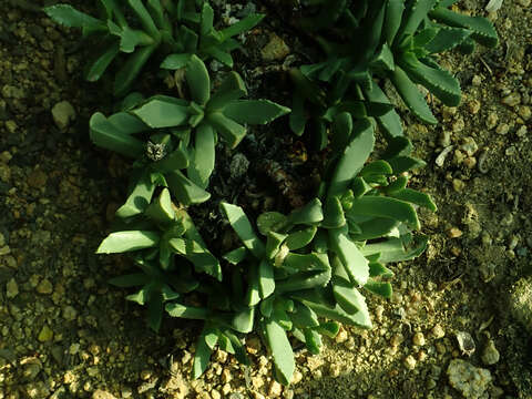 Image of Carruanthus ringens (L.) Boom