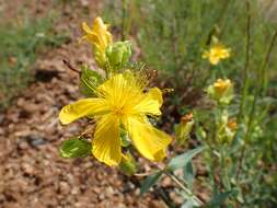 Image of Hypericum aucheri Jaub. & Spach