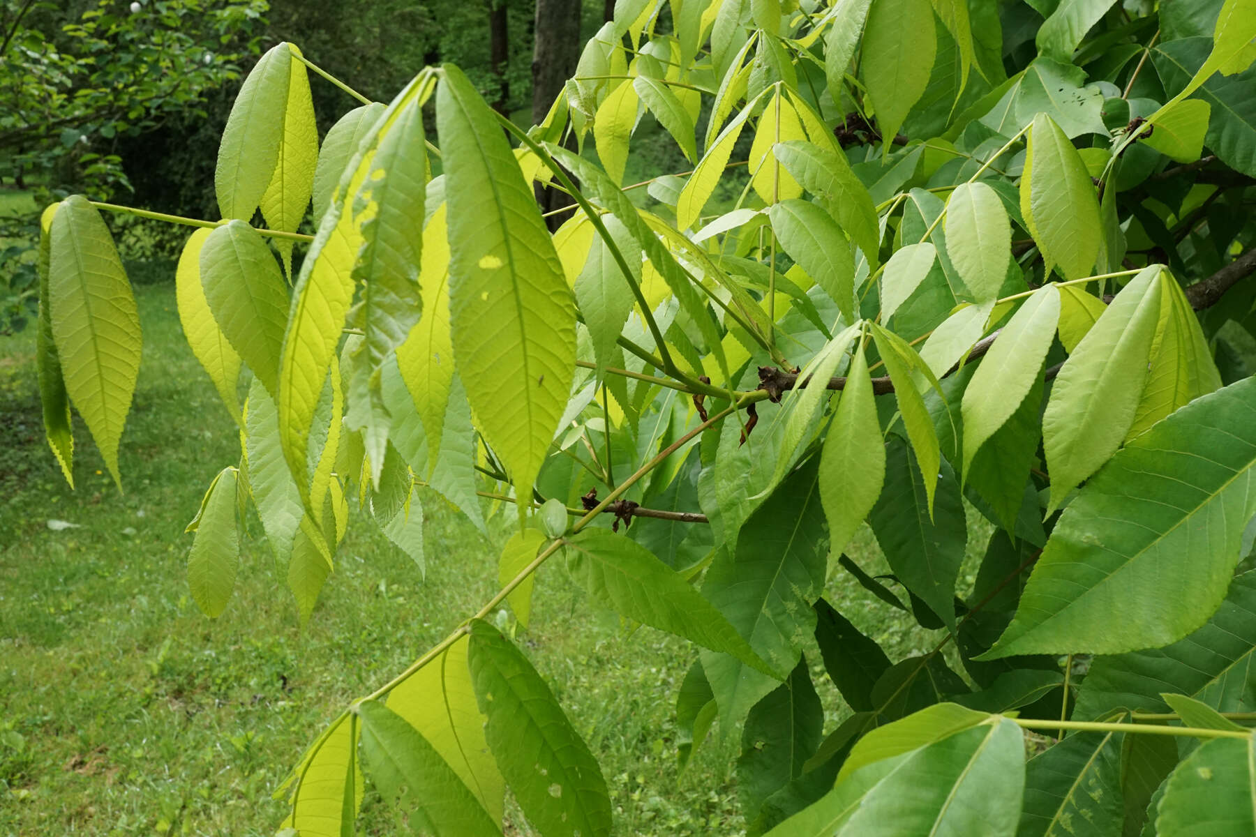 Image of shellbark hickory