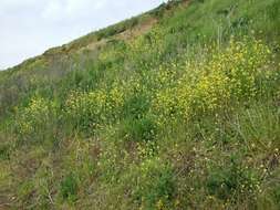 Image of Indian hedgemustard