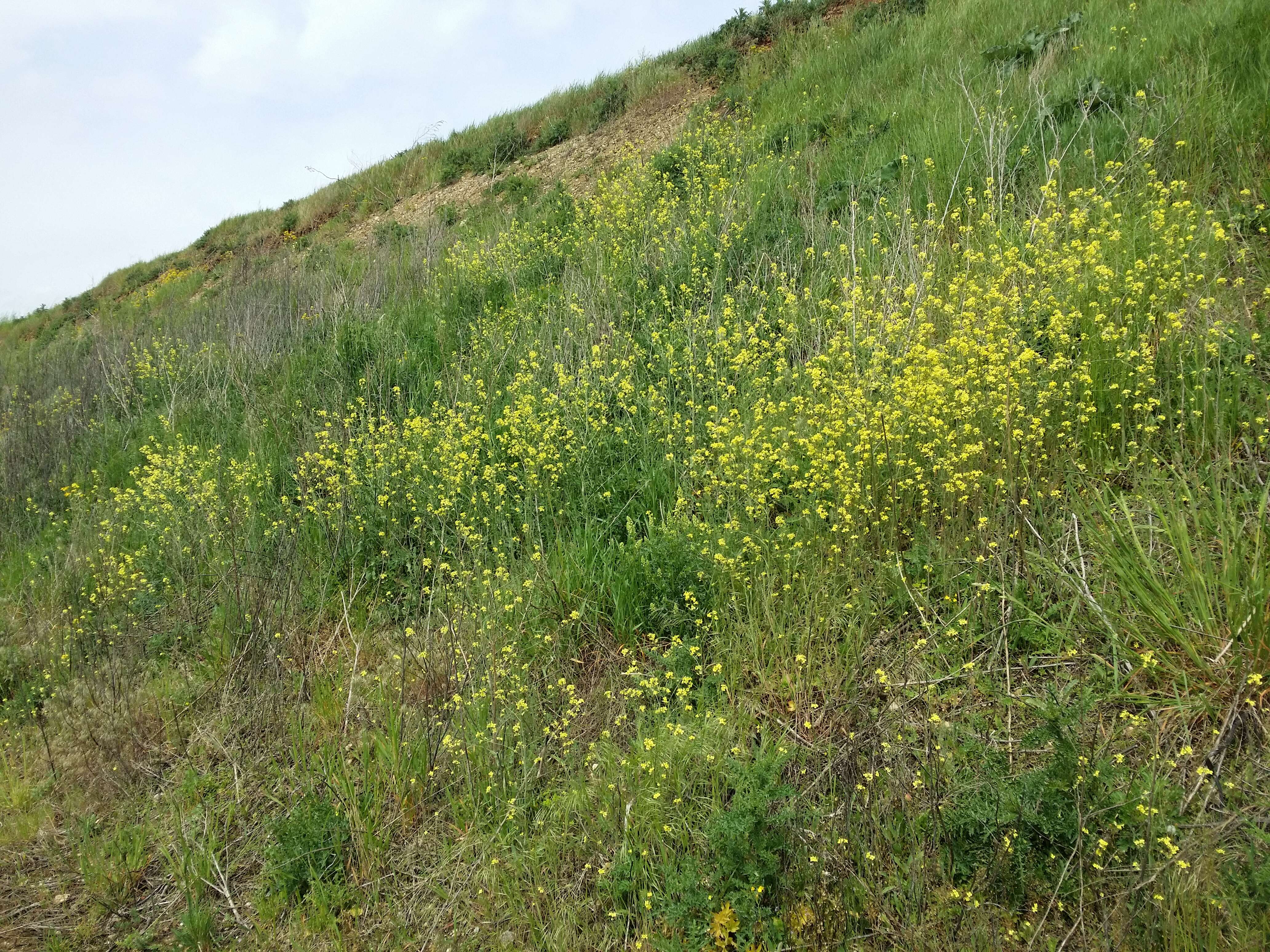 Image of Indian hedgemustard