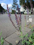 Imagem de Salvia nemorosa L.