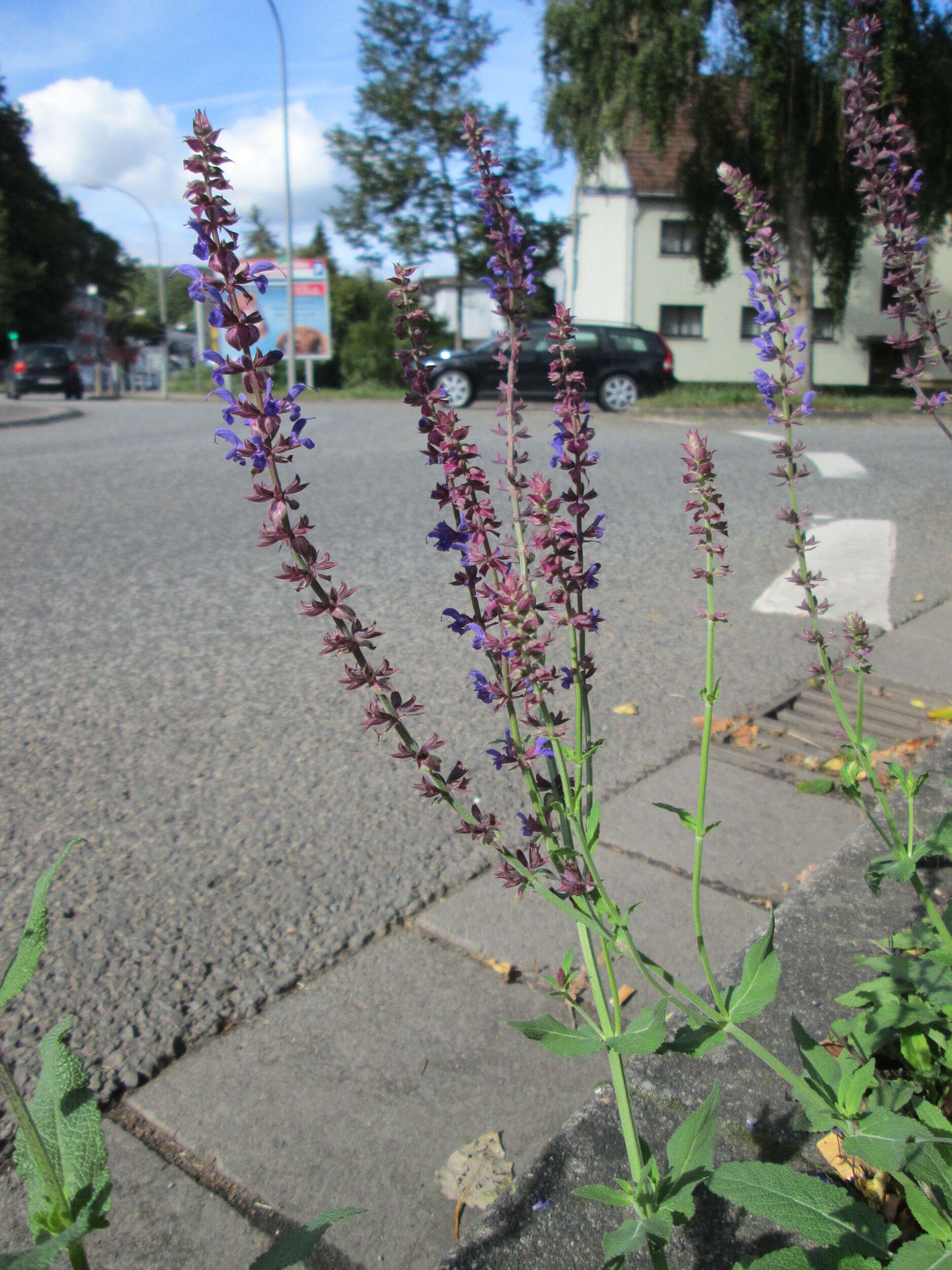 Imagem de Salvia nemorosa L.