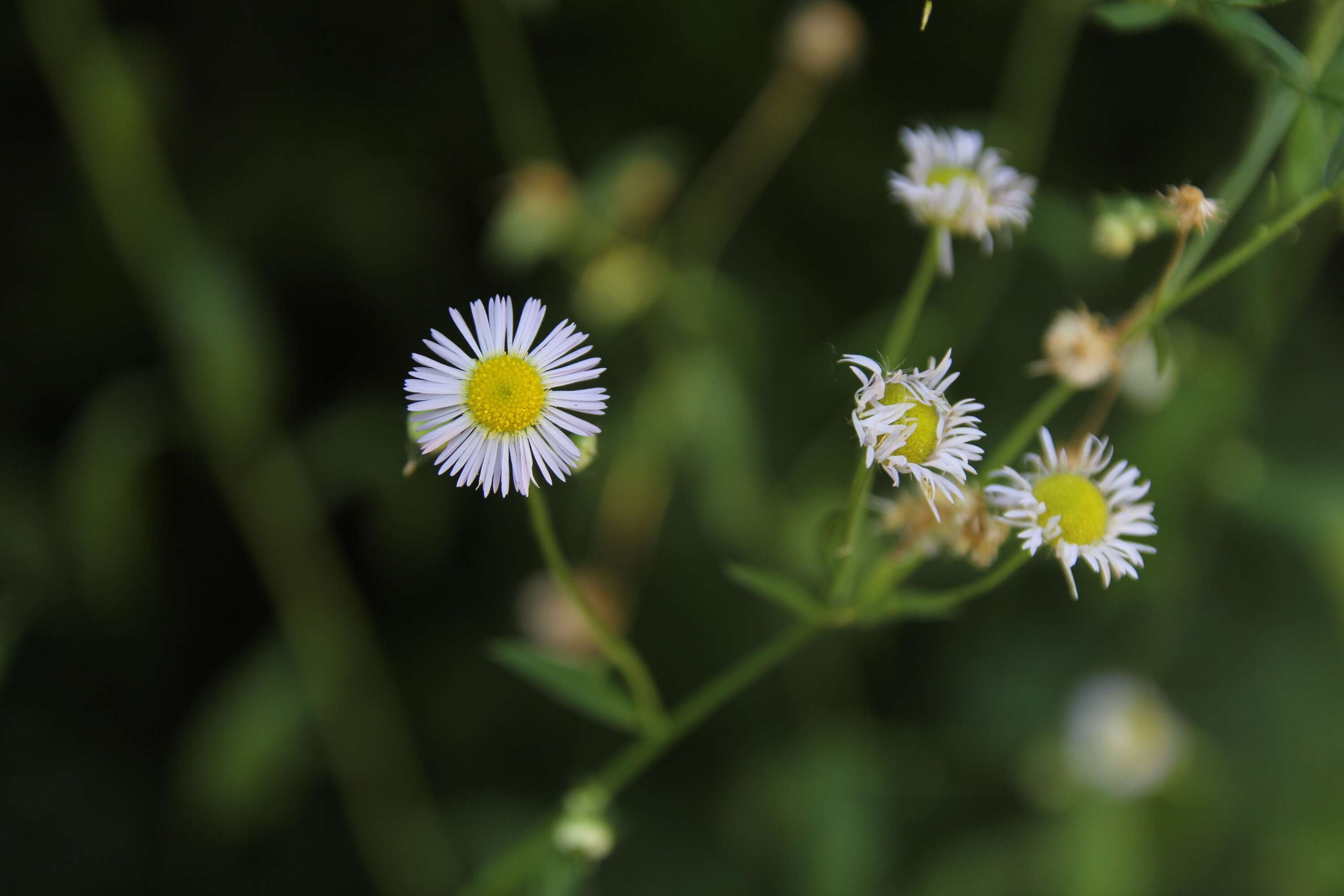 Image of eastern daisy fleabane