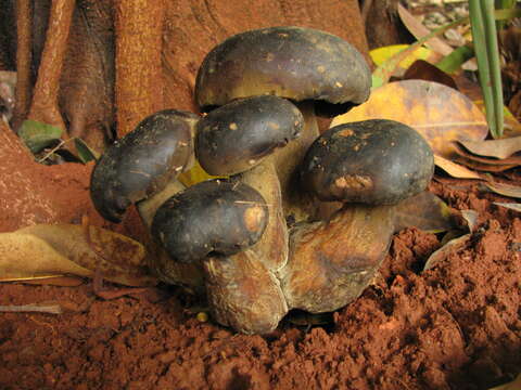 Phlebopus resmi