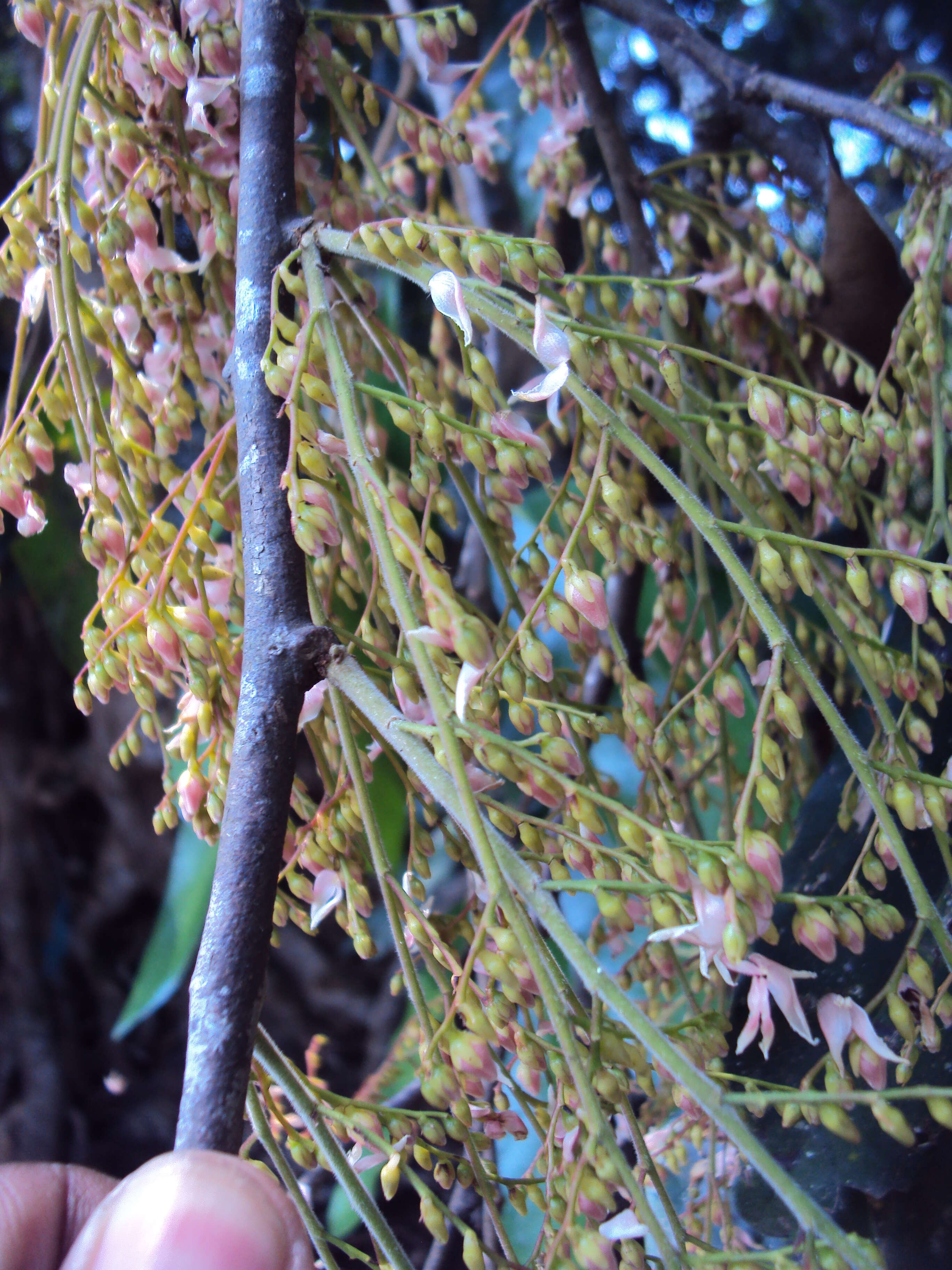 Image of Hopea ponga (Dennst.) D. J. Mabberley