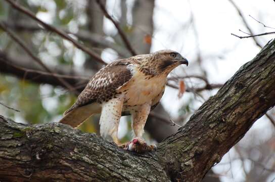 Image of Red-tailed Hawk