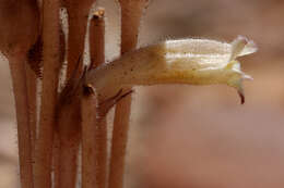 Image of clustered broomrape