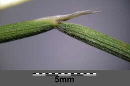 Image of Helictochloa pratensis (L.) Romero Zarco