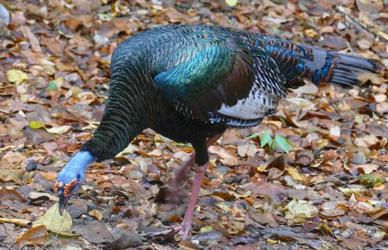 Image of Ocellated Turkey