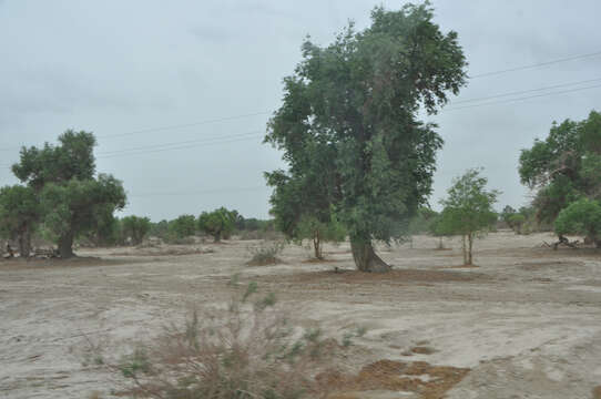 Image of Euphrates Poplar