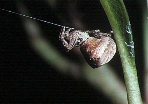 Image of Triangle web spiders