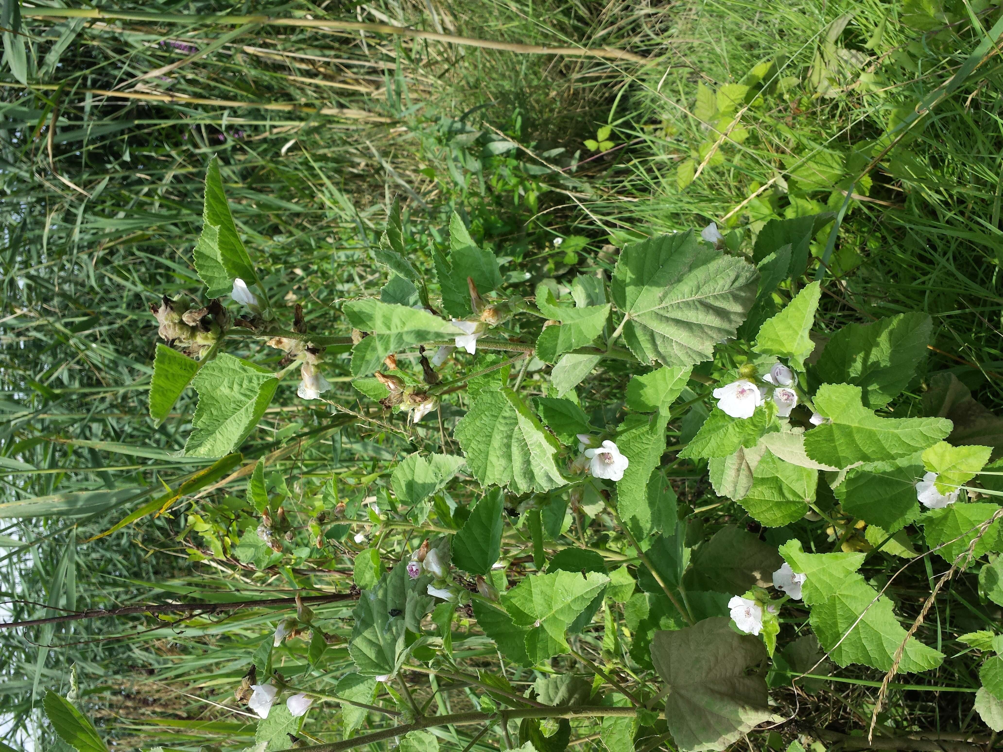 Image of Marshmallow