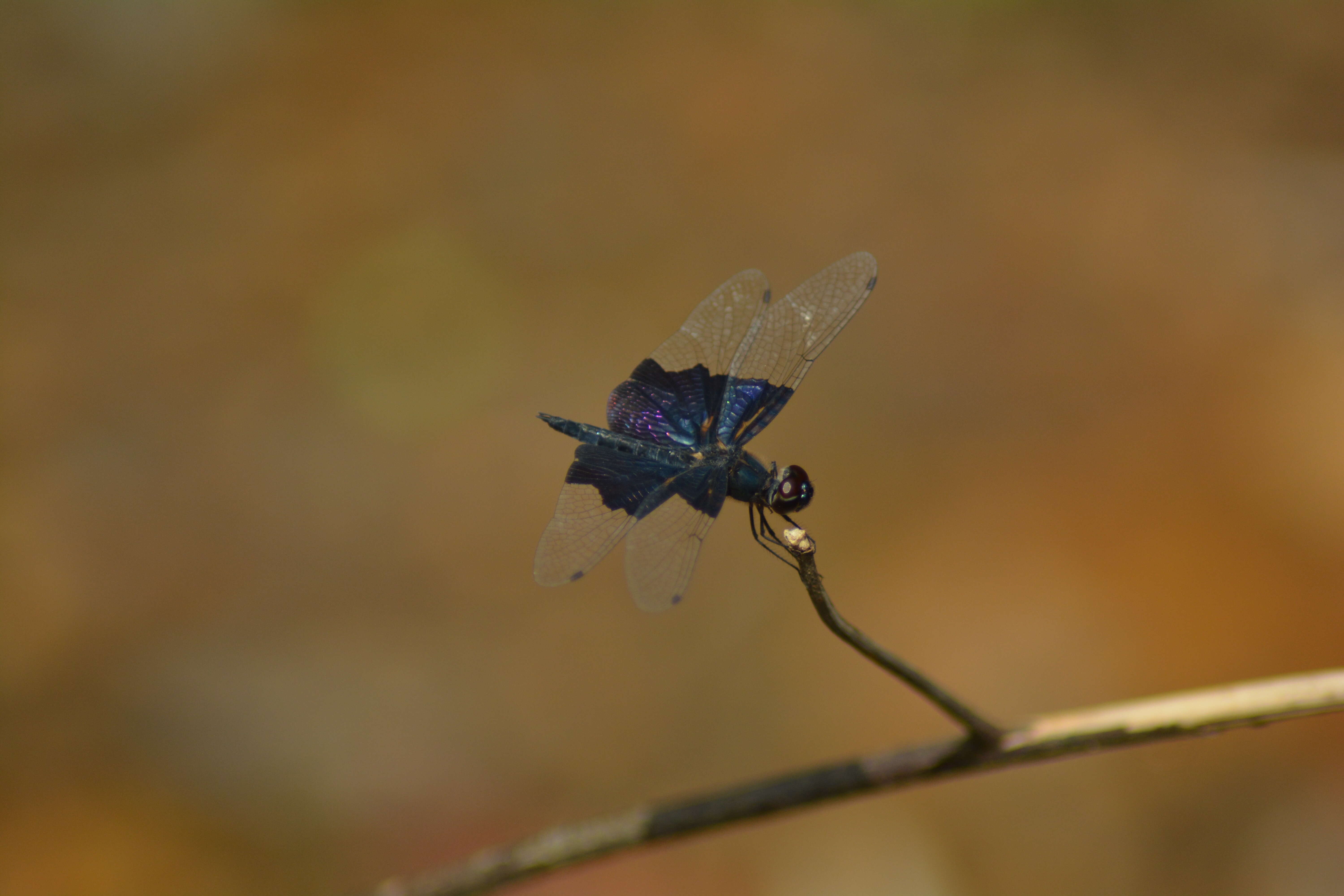 Слика од Rhyothemis triangularis Kirby 1889