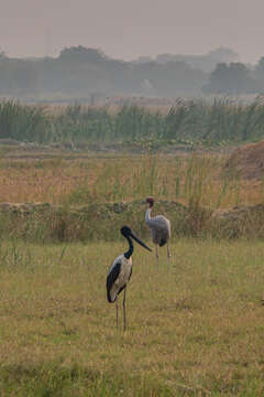 Image of Black-necked Stork