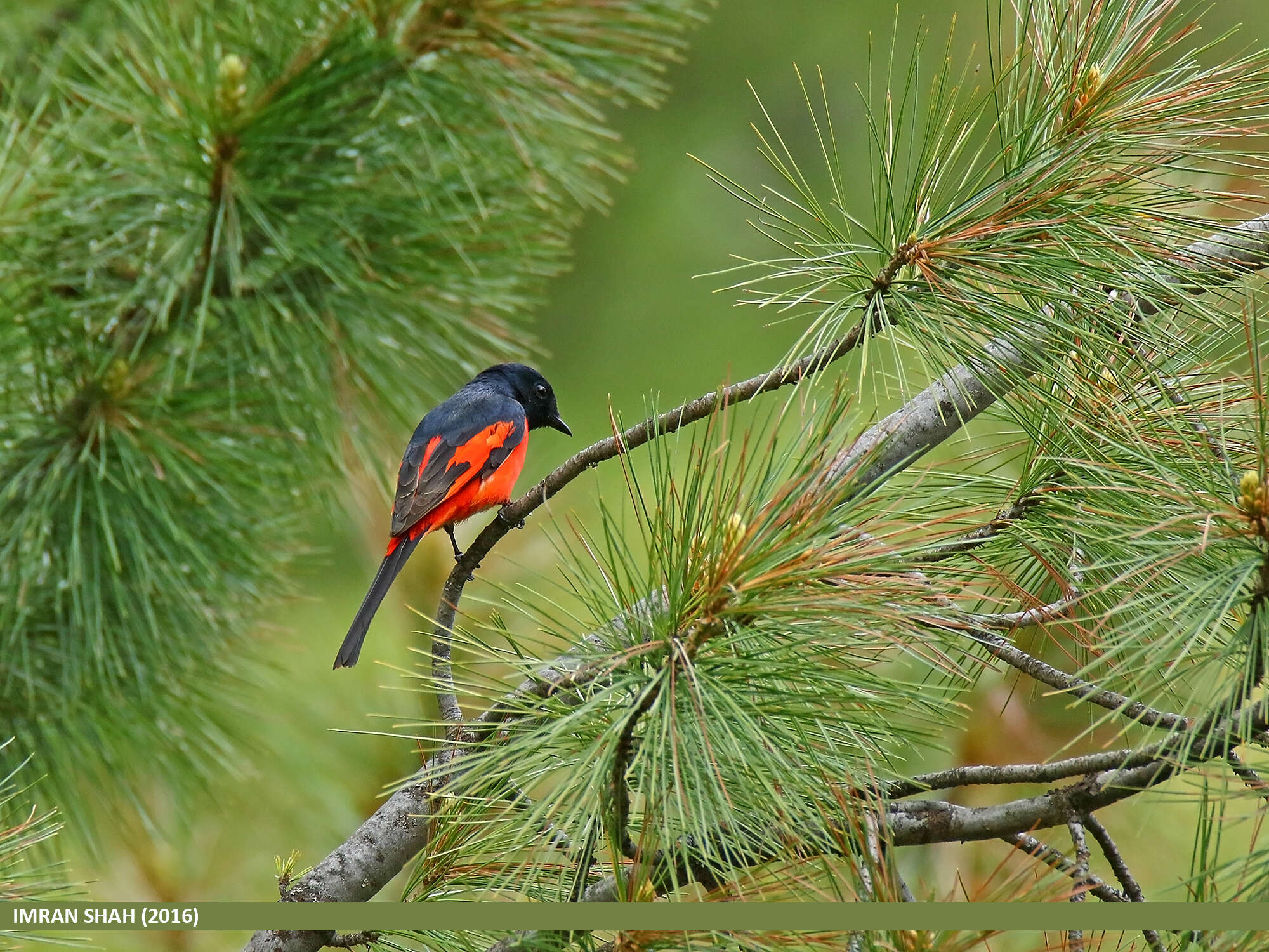 Image of Long-tailed Minivet