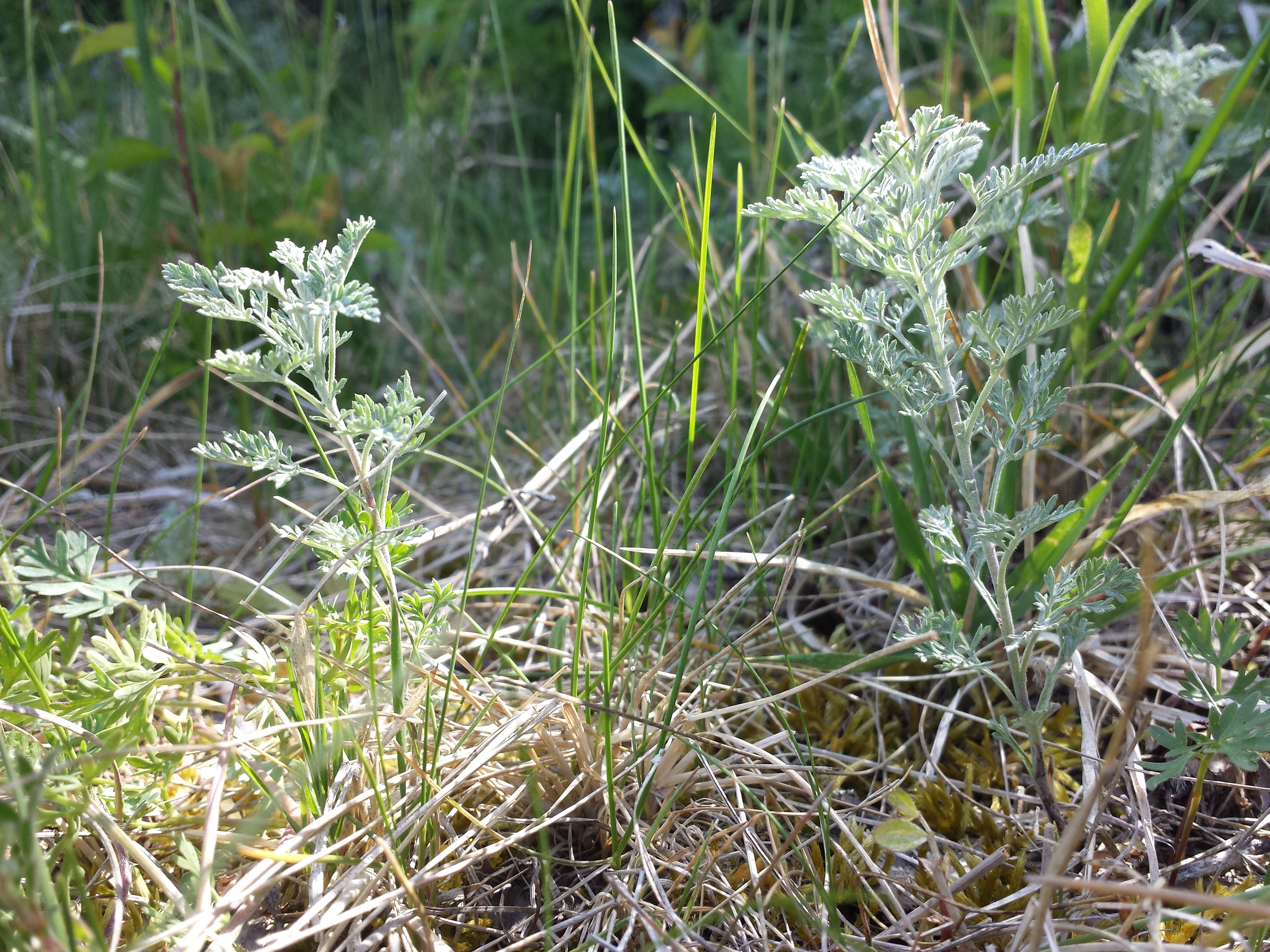 Image of Roman wormwood