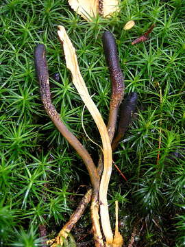Слика од Tolypocladium ophioglossoides (J. F. Gmel.) Quandt, Kepler & Spatafora 2014