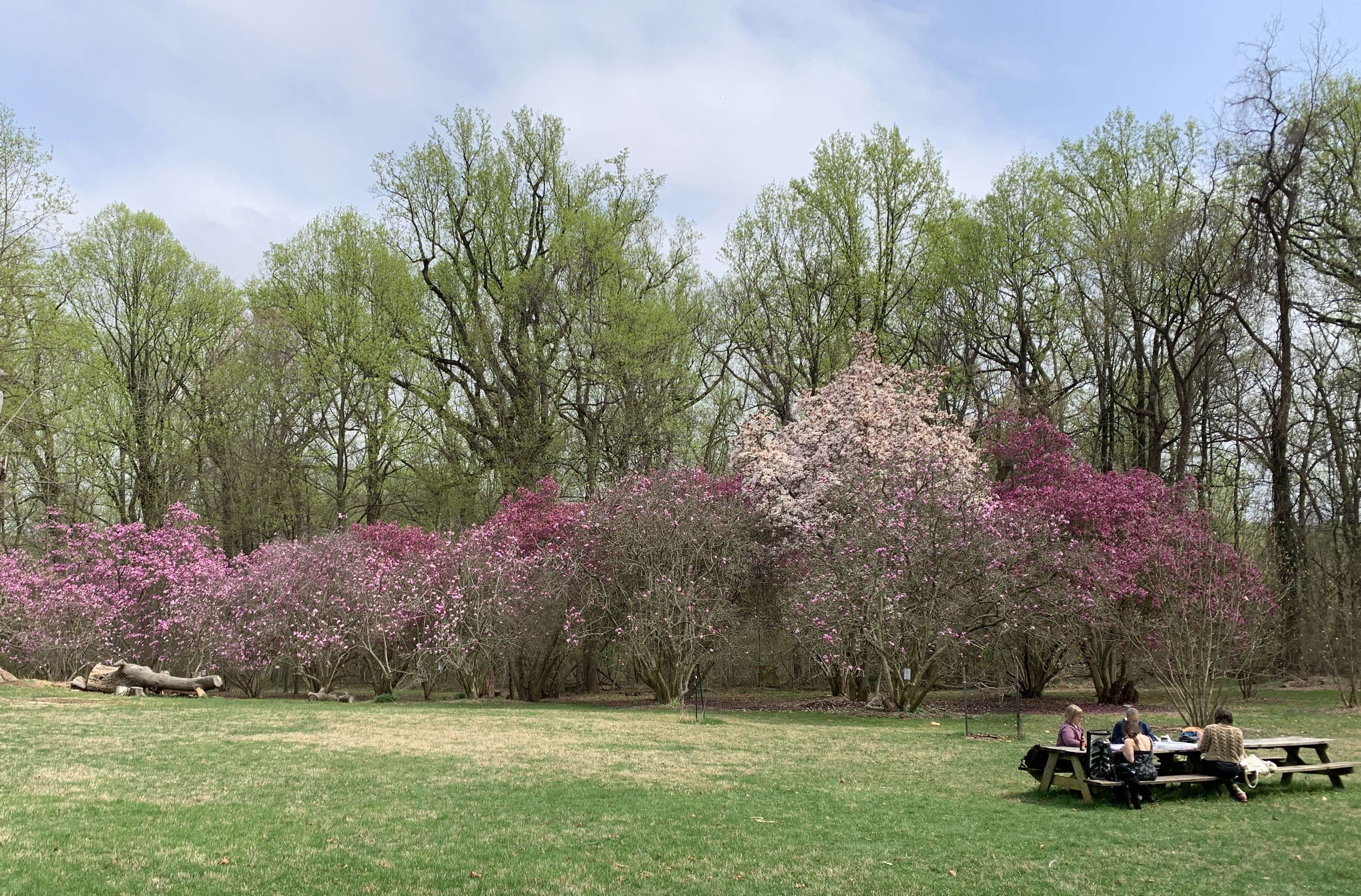 Image of Saucer magnolia