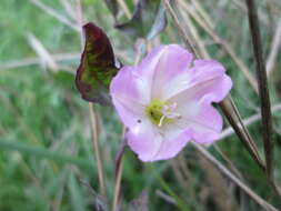 Image of Field Bindweed