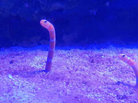 Image of Splendid garden eel