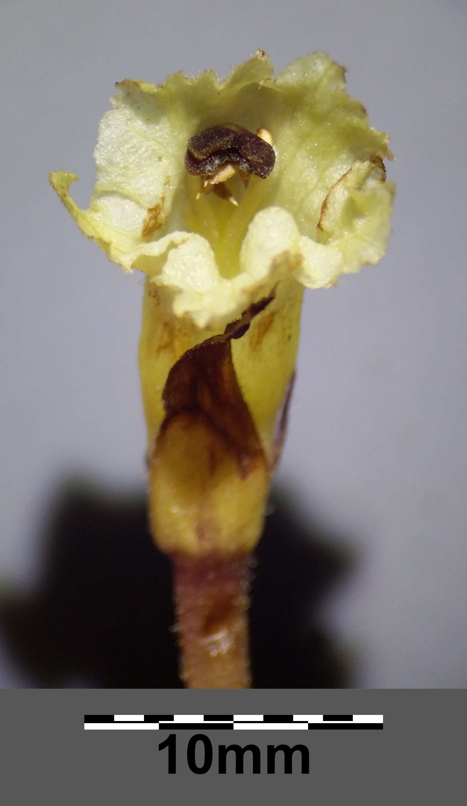 Imagem de Orobanche reticulata Wallr.