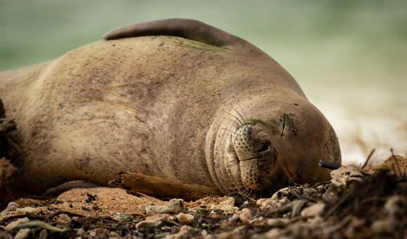 Image of Hawaiian Monk Seal