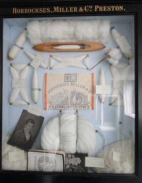 Image of Sea Island Cotton