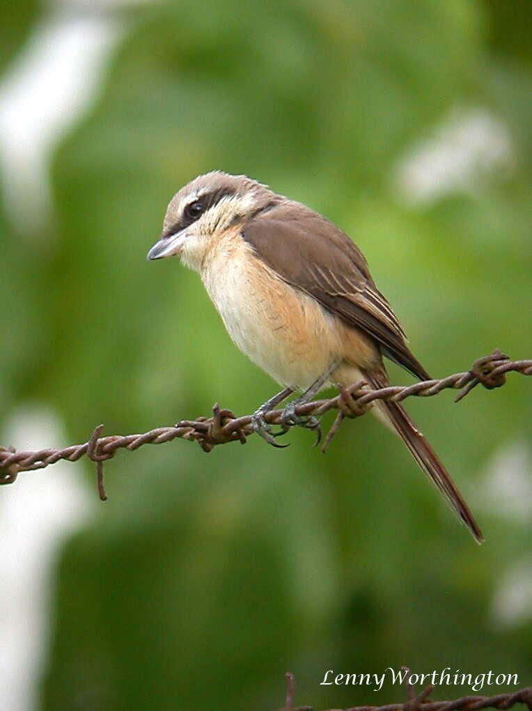 Image of Brown Shrike