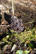 Image of Gyromitra esculenta (Pers.) Fr. 1849