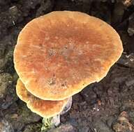 Image of Rooting Polypore
