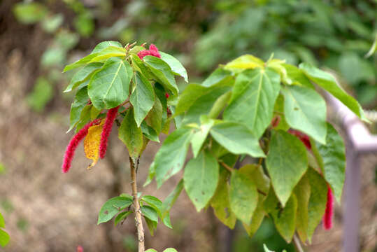 Imagem de Acalypha hispida Burm. fil.