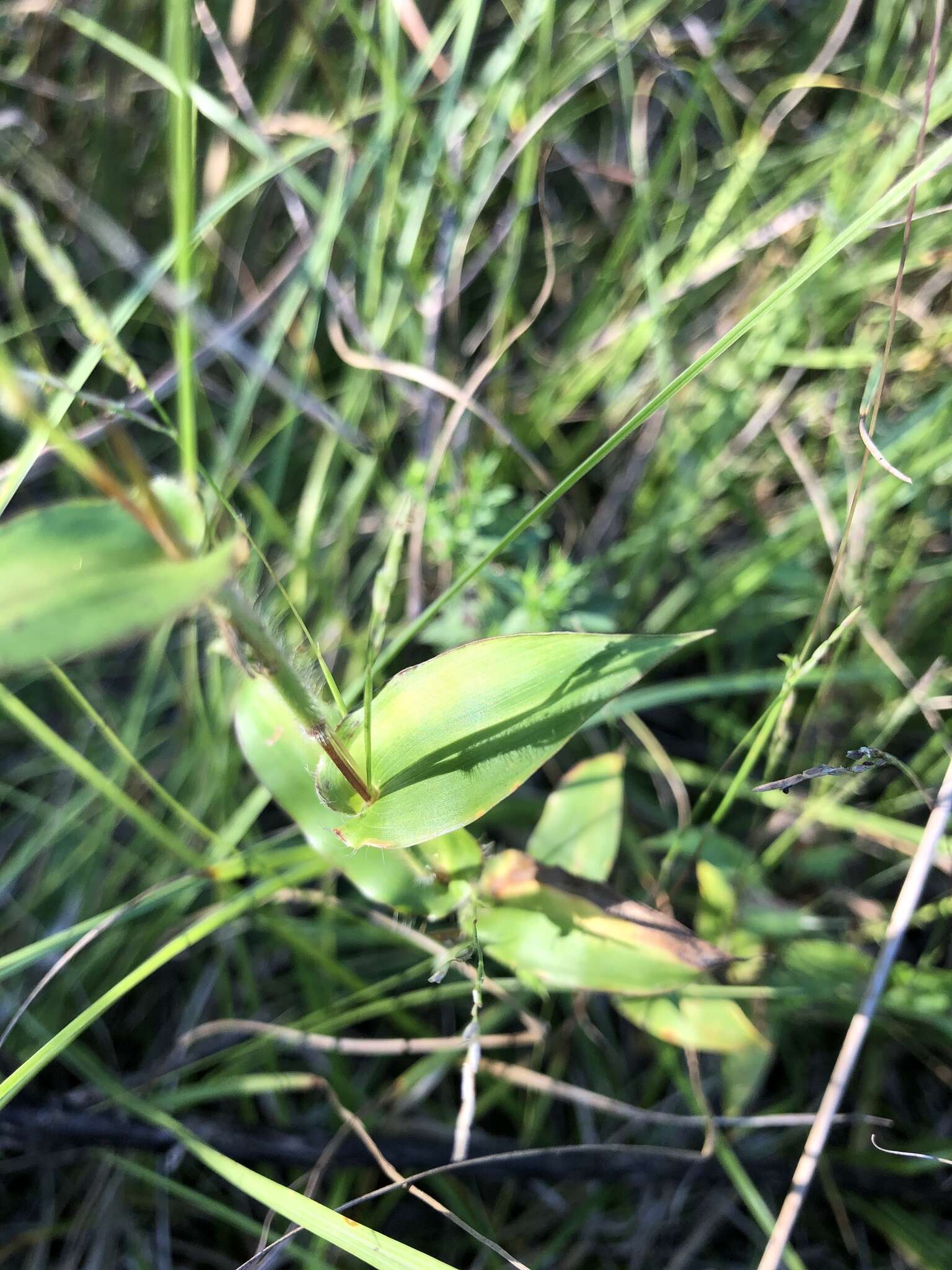 Image of small carpgrass