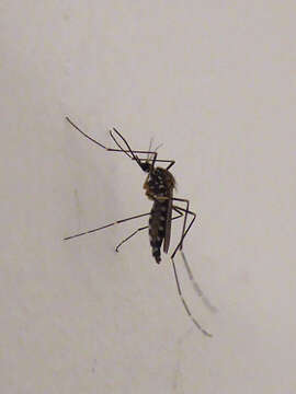 Image of Aedes koreicus (Edwards 1917)