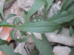 Imagem de Erigeron sumatrensis Retz.