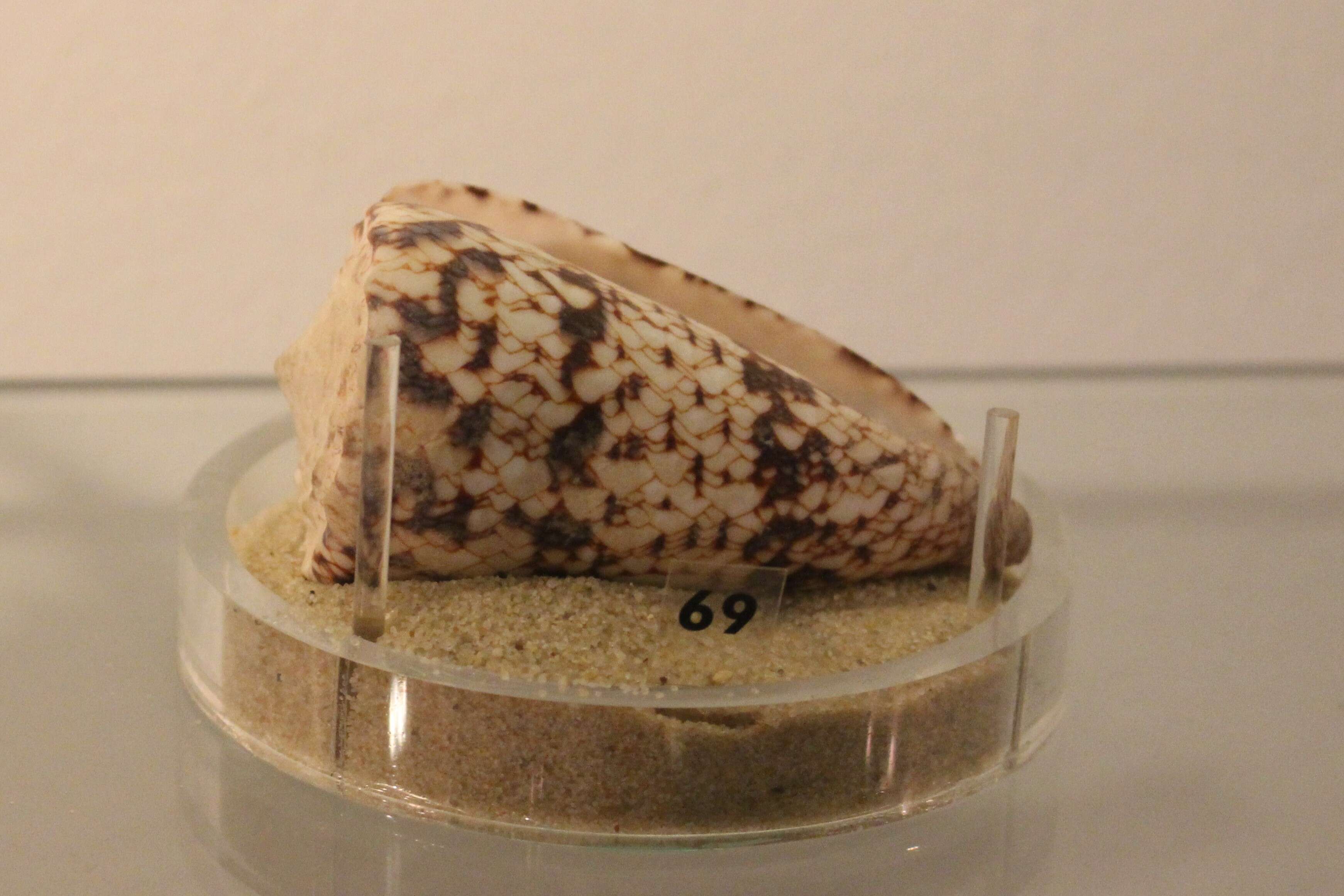 Image of Conus araneosus