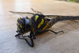 Image of golden-ringed dragonfly