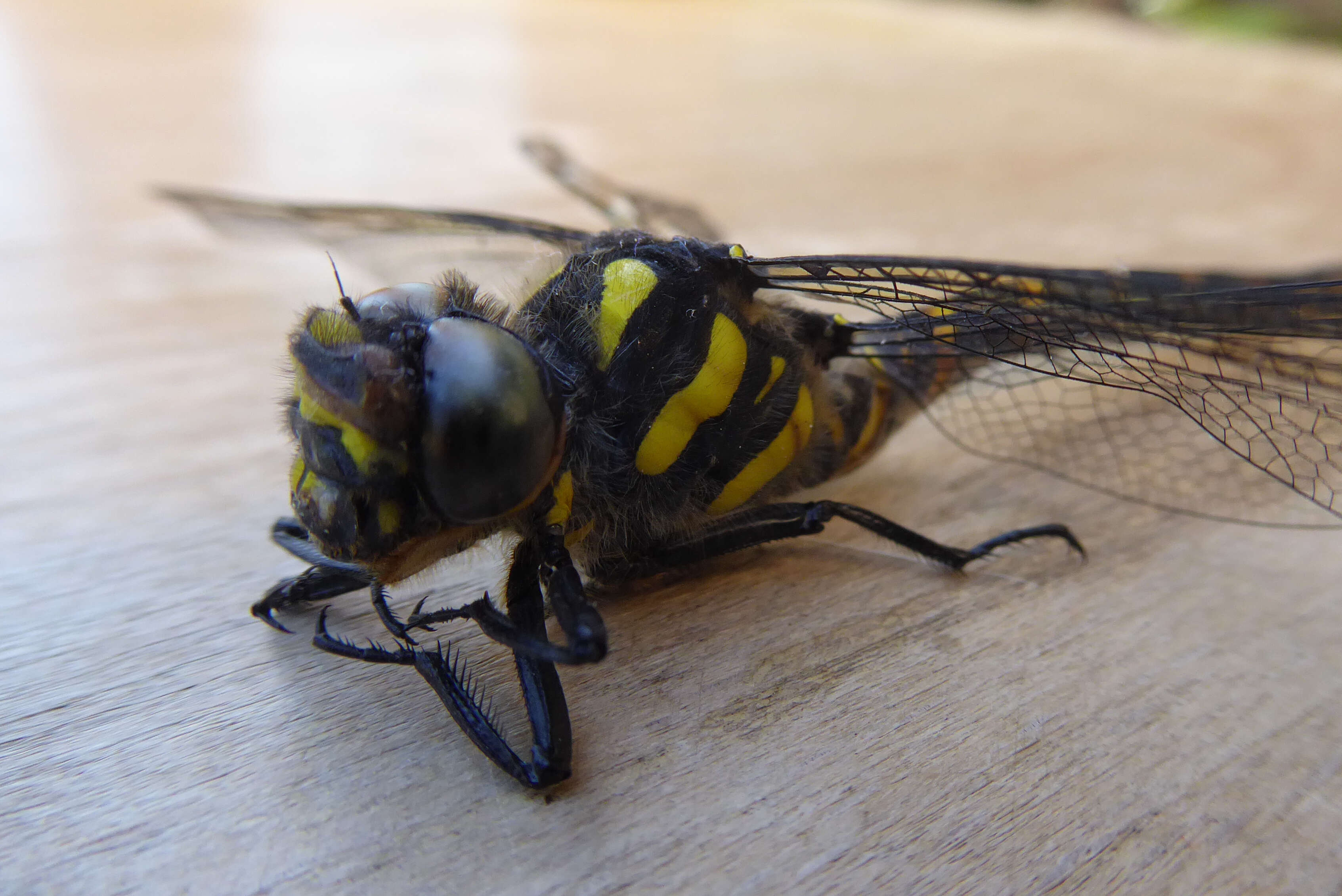 Image of golden-ringed dragonfly