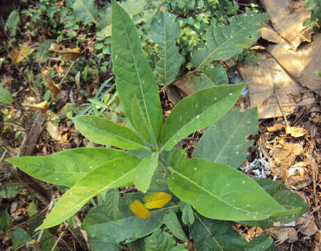 Croton persimilis Müll. Arg.的圖片