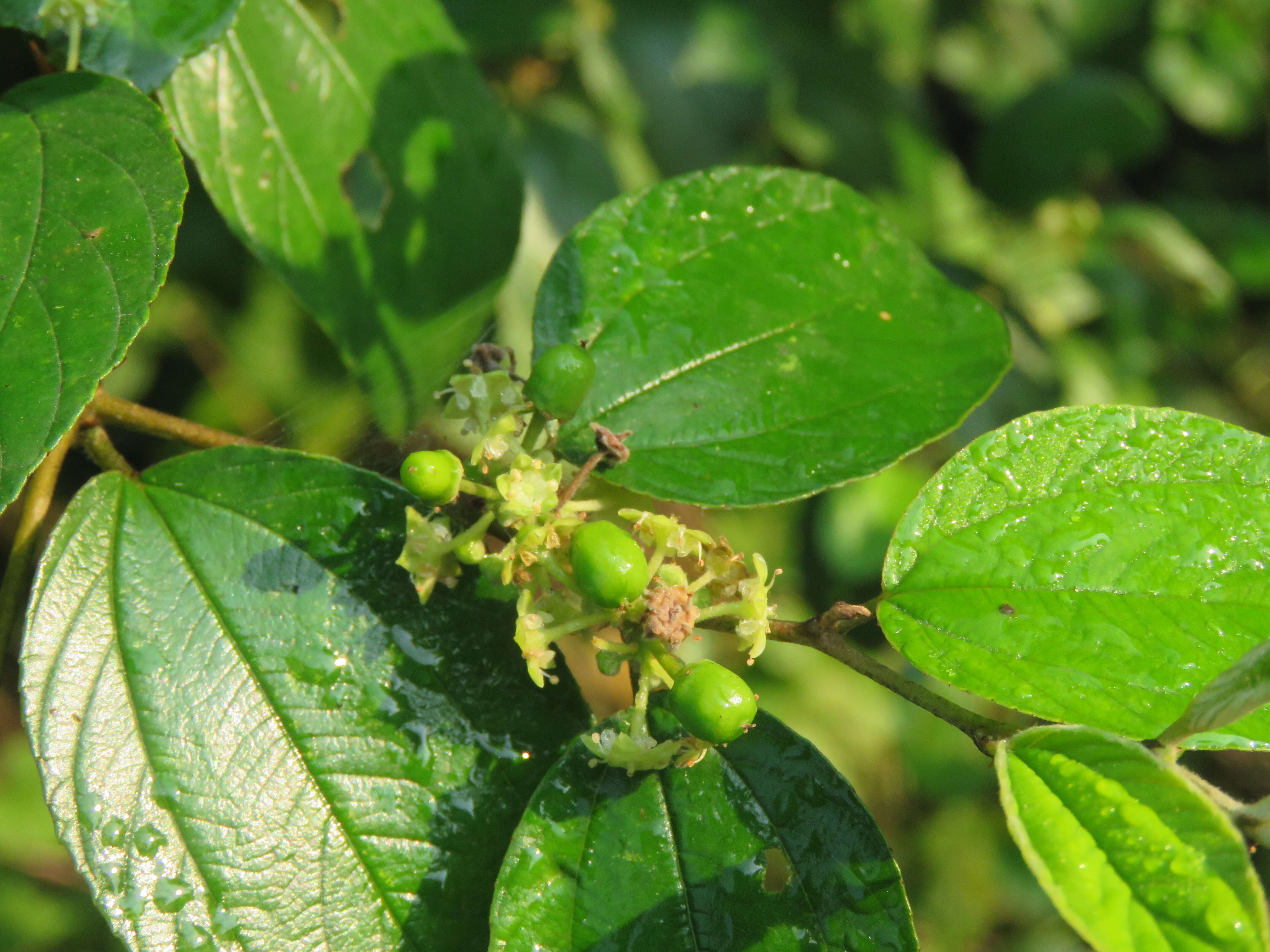 Image of Indian Jujube