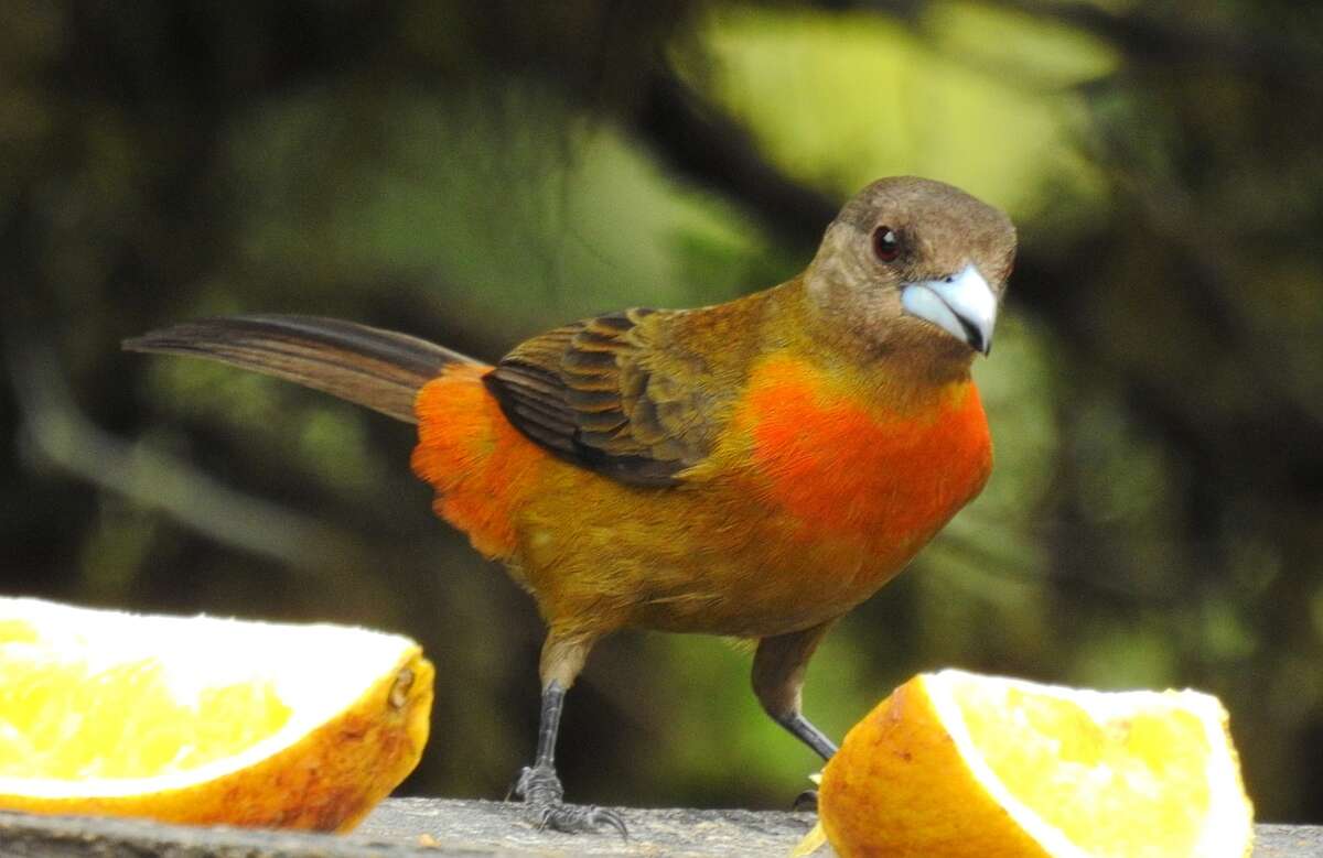 Image of Ramphocelus costaricensis