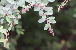 Image of Potato bush