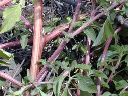 Amaranthus hybridus L. resmi