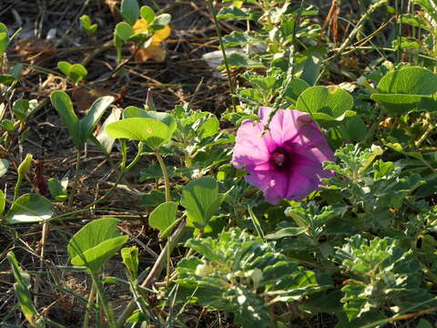 Ipomoea pes-caprae (L.) R. Brown resmi