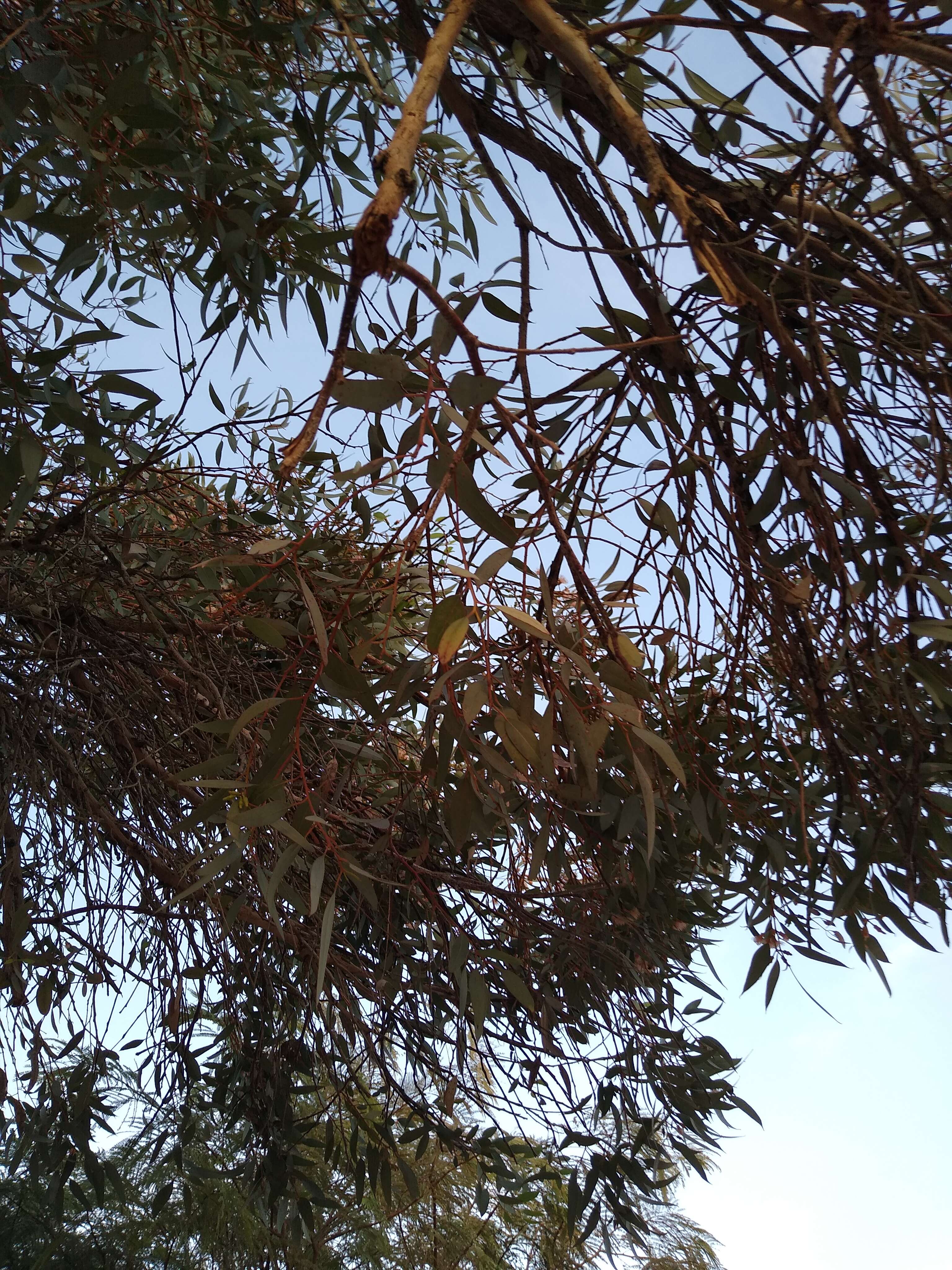 Eucalyptus sideroxylon A. Cunn. ex Woolls resmi