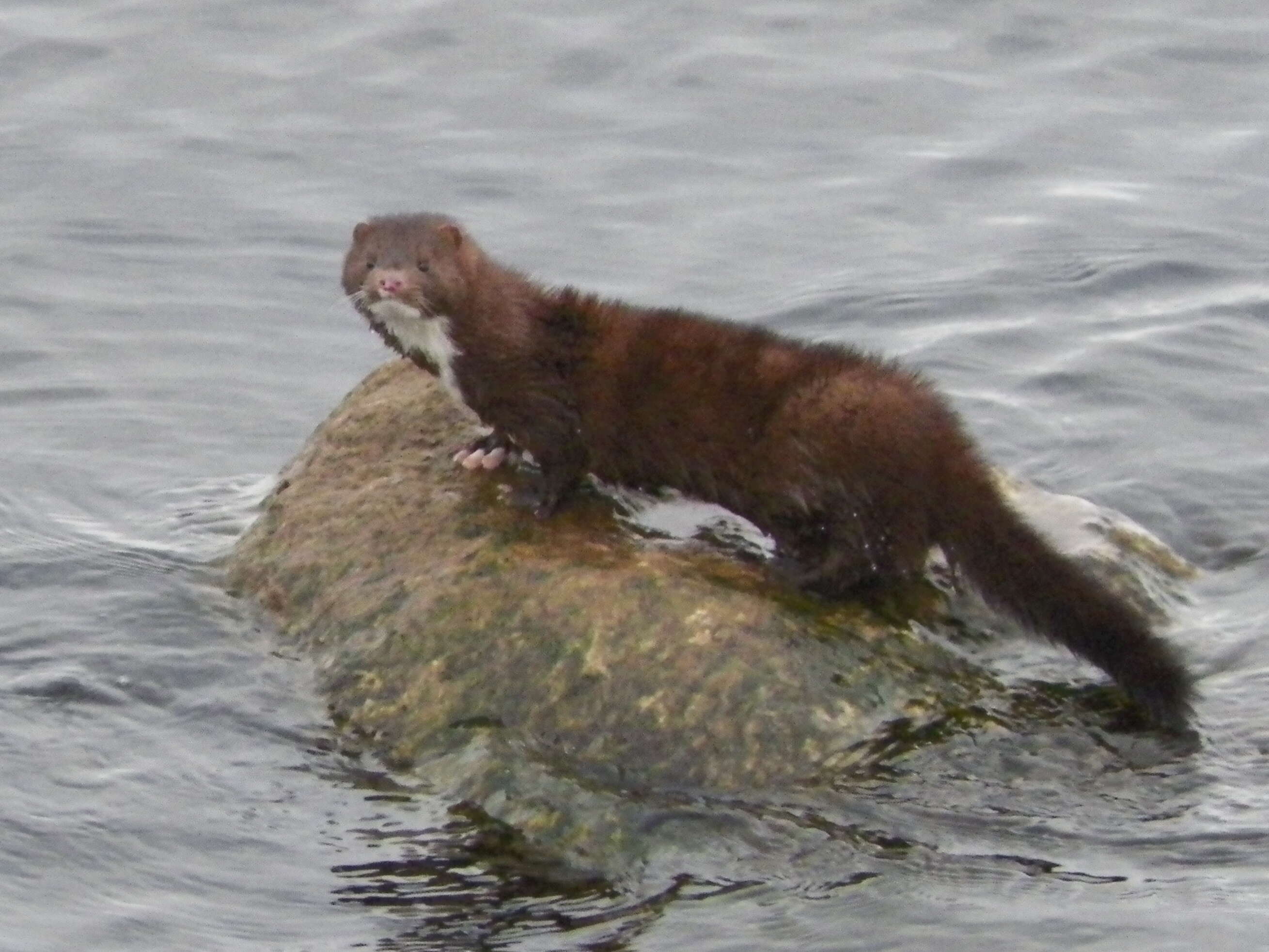 Image of American Mink