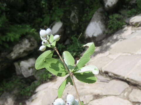 Image of Berberis aristata DC.