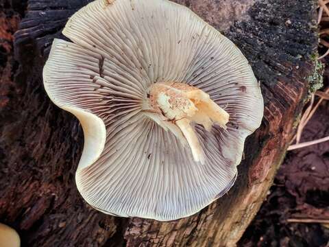 Image of Hypholoma fasciculare (Huds.) P. Kumm. 1871