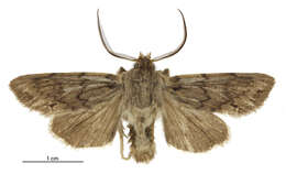 Image of Ichneutica erebia