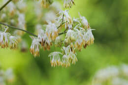 Image of purple meadow-rue